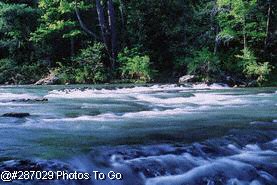 Trout Stream