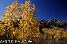 Unita National Forest, Utah